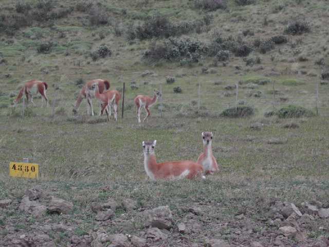 guanacos02